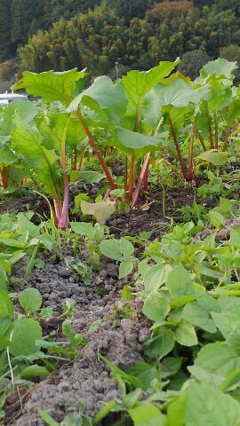 赤かぶ畑 京漬物の通販 お取り寄せ 丹波のお漬物 京きさらぎ漬 丹波